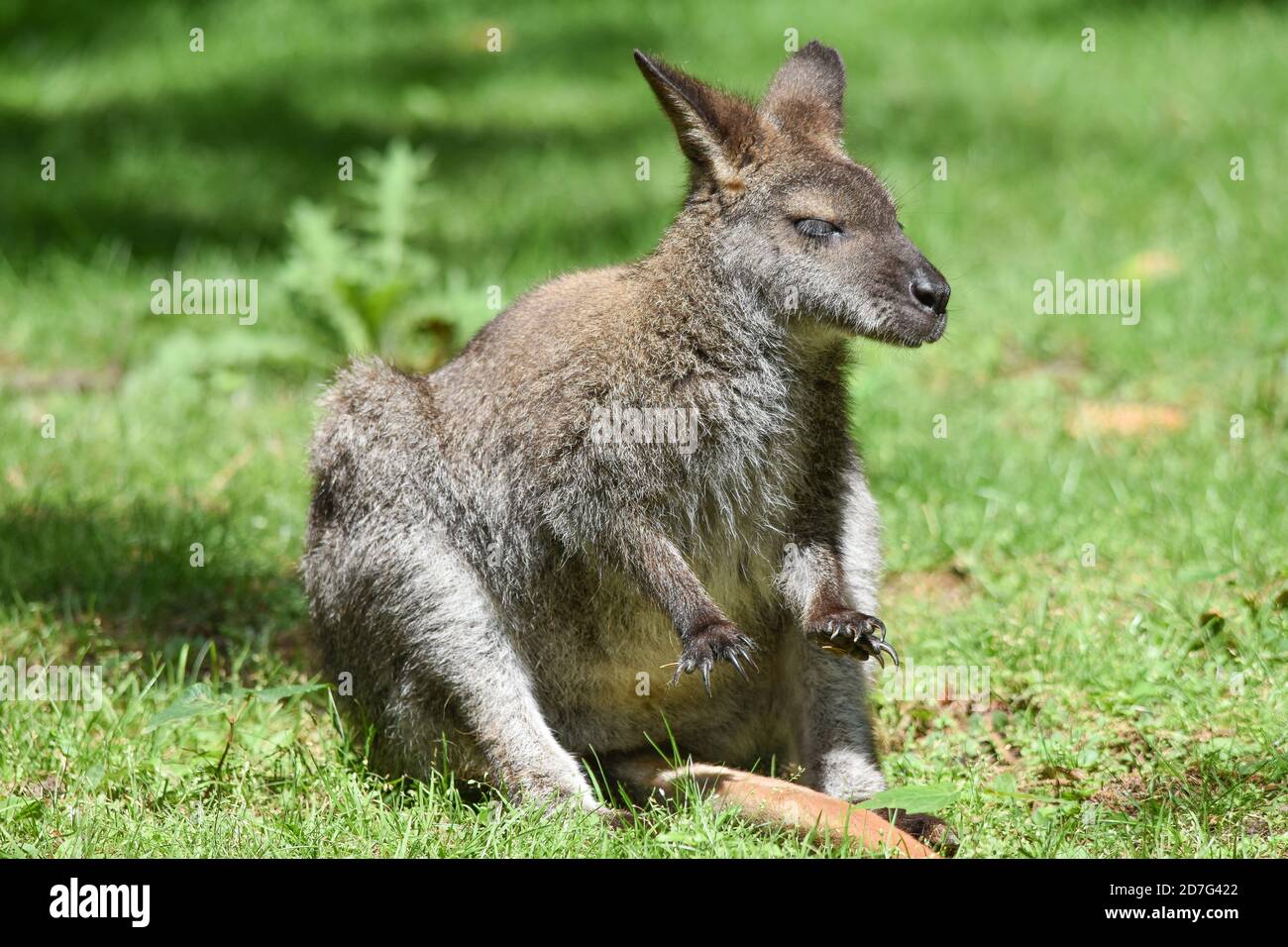 Rothalswallaby im Zoo Granby, Granby, Kanada Stockfoto