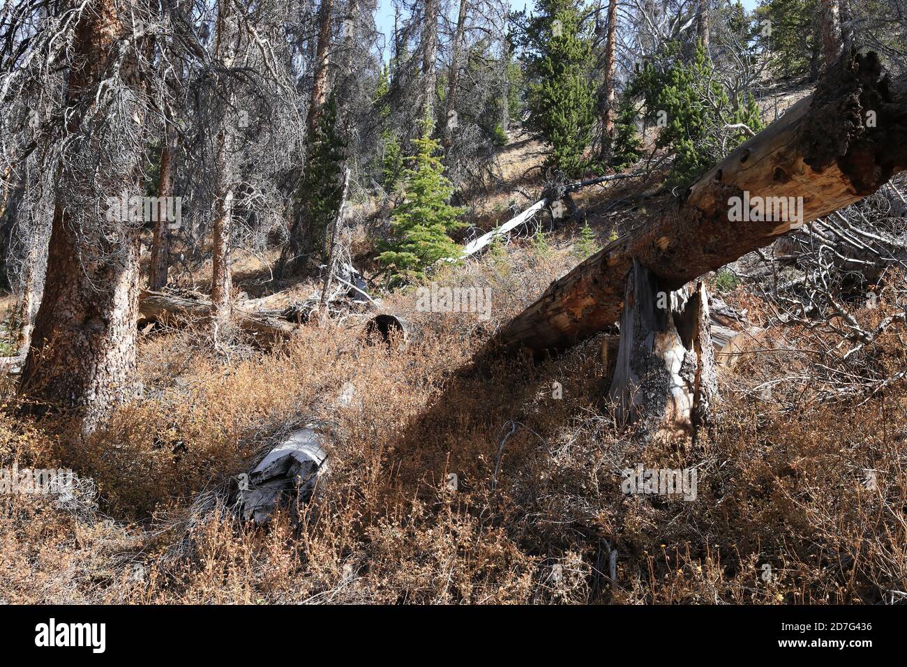 Wälder von Colorado Stockfoto