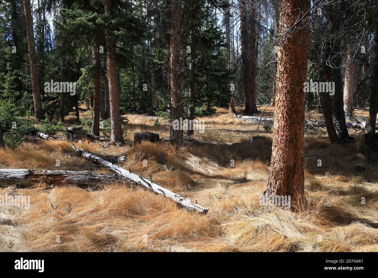 Wälder von Colorado Stockfoto