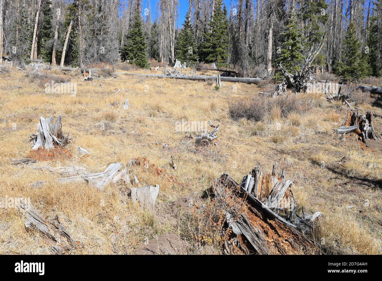 Wälder von Colorado Stockfoto