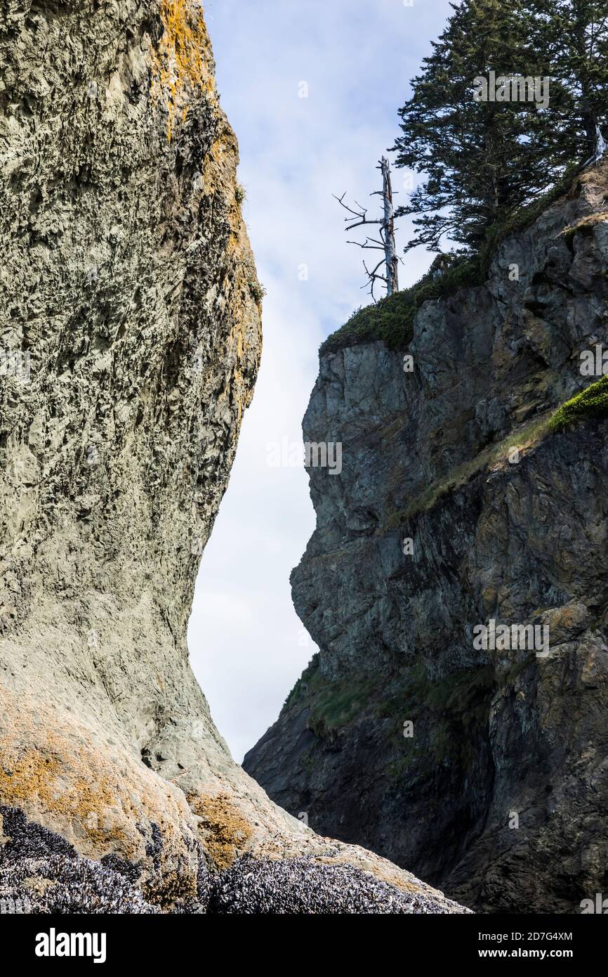 Sea Stack Felsen Zinnen von 2nd Beach, Olympic Coast National Marine Sanctuary / Nationalpark, Washington, USA. Stockfoto