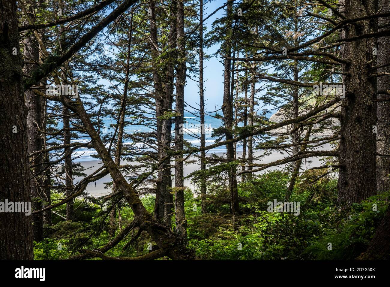 Der Blick durch den Wald, während Sie sich dem 2nd Beach, dem Olympic National Park und dem Meeresschutzgebiet, Washington, USA, nähern. Stockfoto