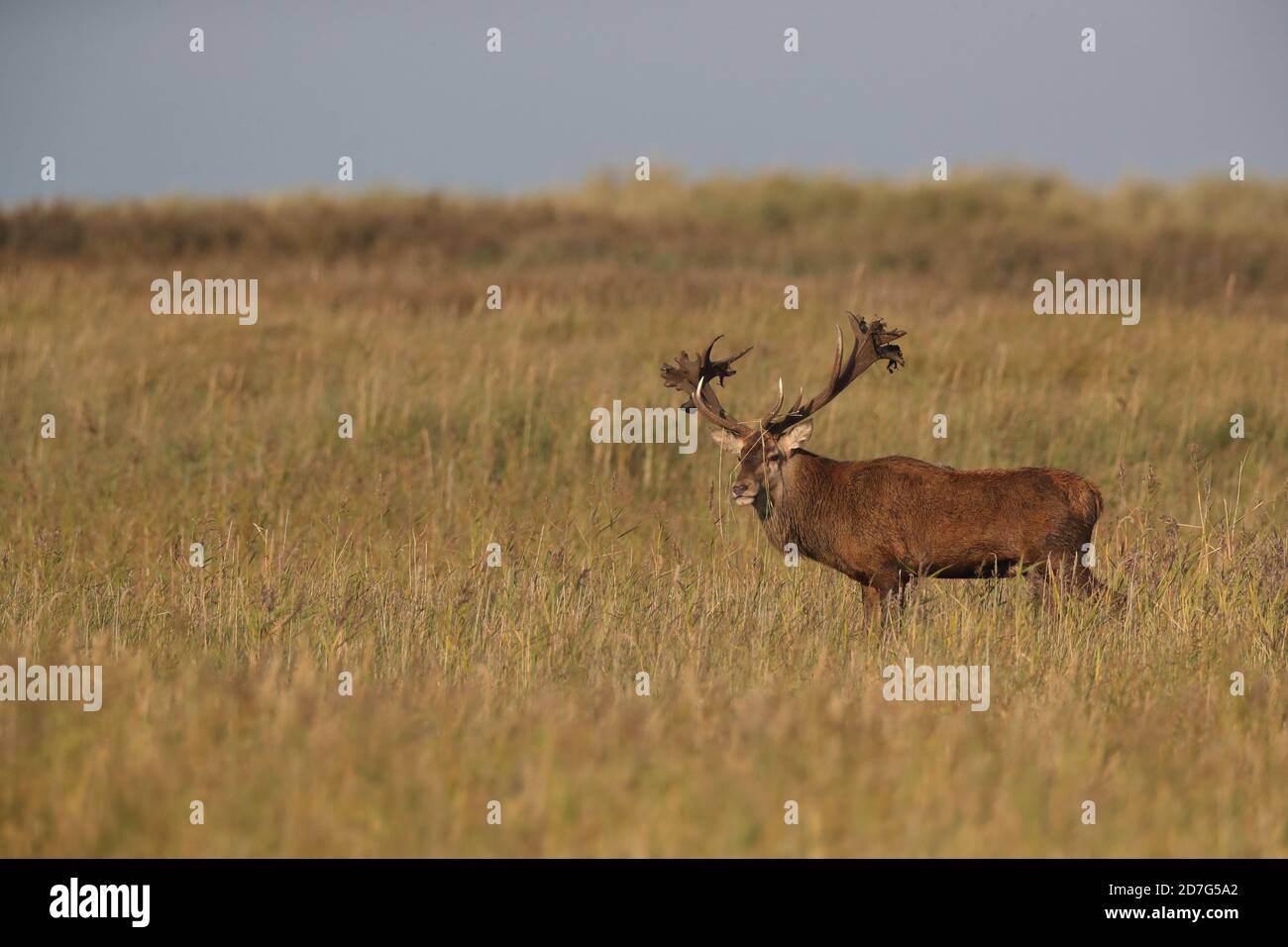 Rothirsch (Cervus elaphus) Vorpommern Lagune Gebiet Nationalpark Deutschland Stockfoto