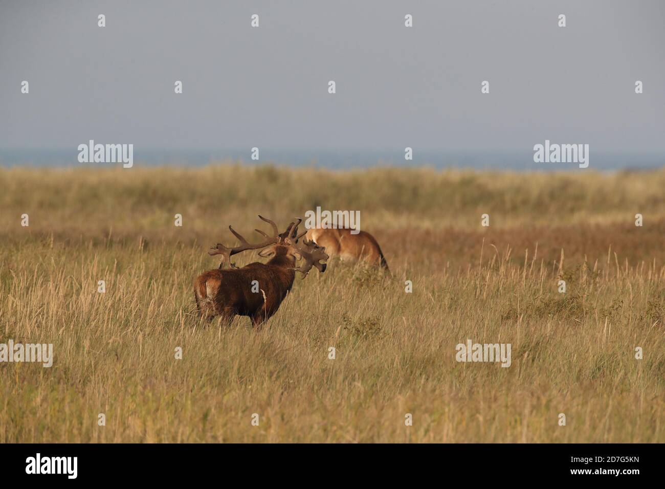 Rothirsch (Cervus elaphus) Vorpommern Lagune Gebiet Nationalpark Deutschland Stockfoto