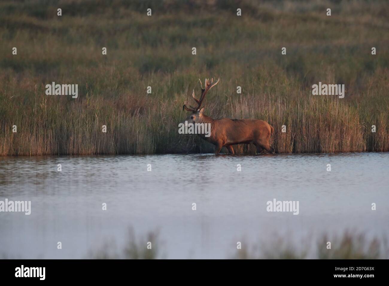 Rothirsch (Cervus elaphus) Vorpommern Lagune Gebiet Nationalpark Deutschland Stockfoto