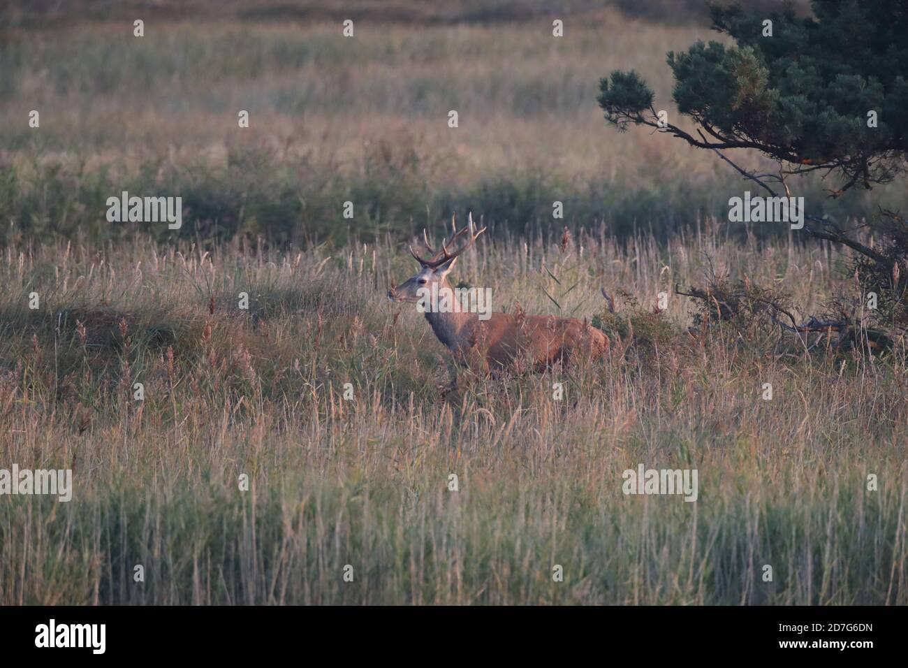 Rothirsch (Cervus elaphus) Vorpommern Lagune Gebiet Nationalpark Deutschland Stockfoto