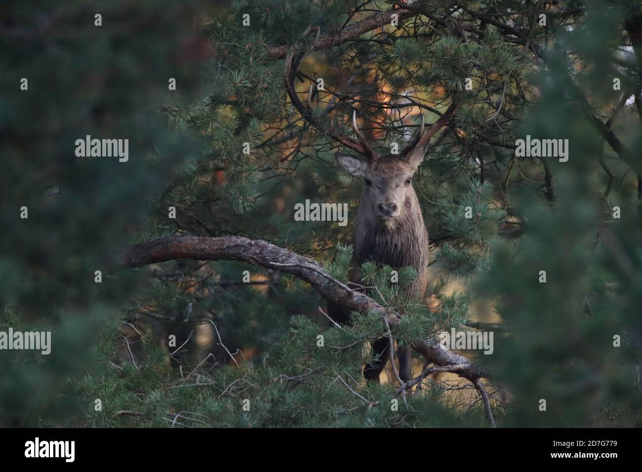 Rothirsch (Cervus elaphus) Vorpommern Lagune Gebiet Nationalpark Deutschland Stockfoto