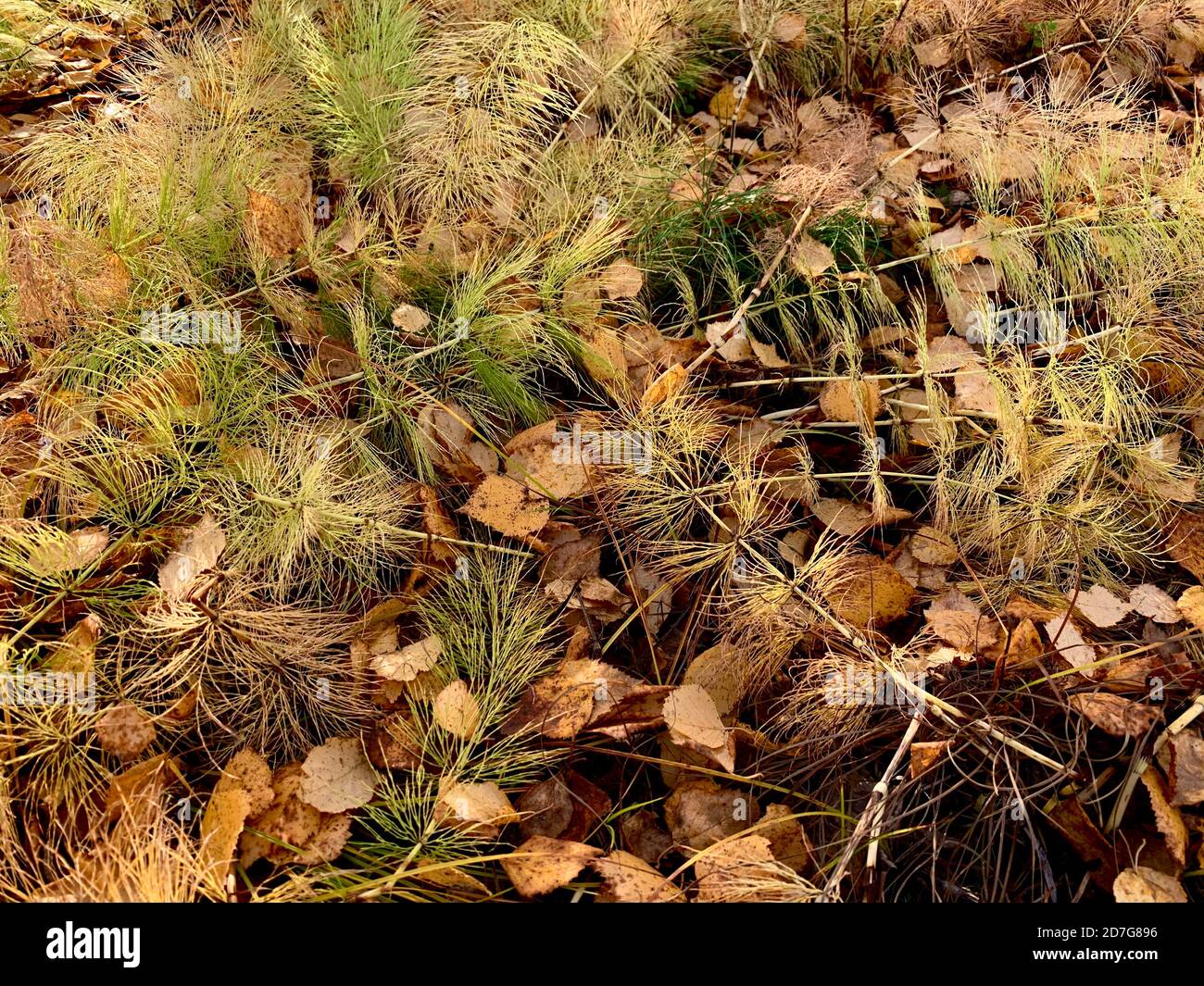 Herbst Landschaft Hintergrund. Bodenschicht im Wald. Gefallene Blätter und flauschiges hellgrünes Gras. Stockfoto