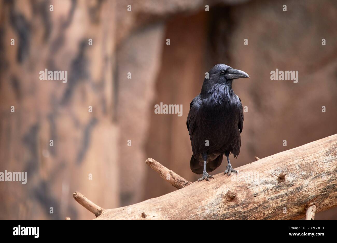 Nahaufnahme eines schwarzen Raben, der auf einem umgestürzten Baum steht Stamm mit geringer Schärfentiefe Stockfoto