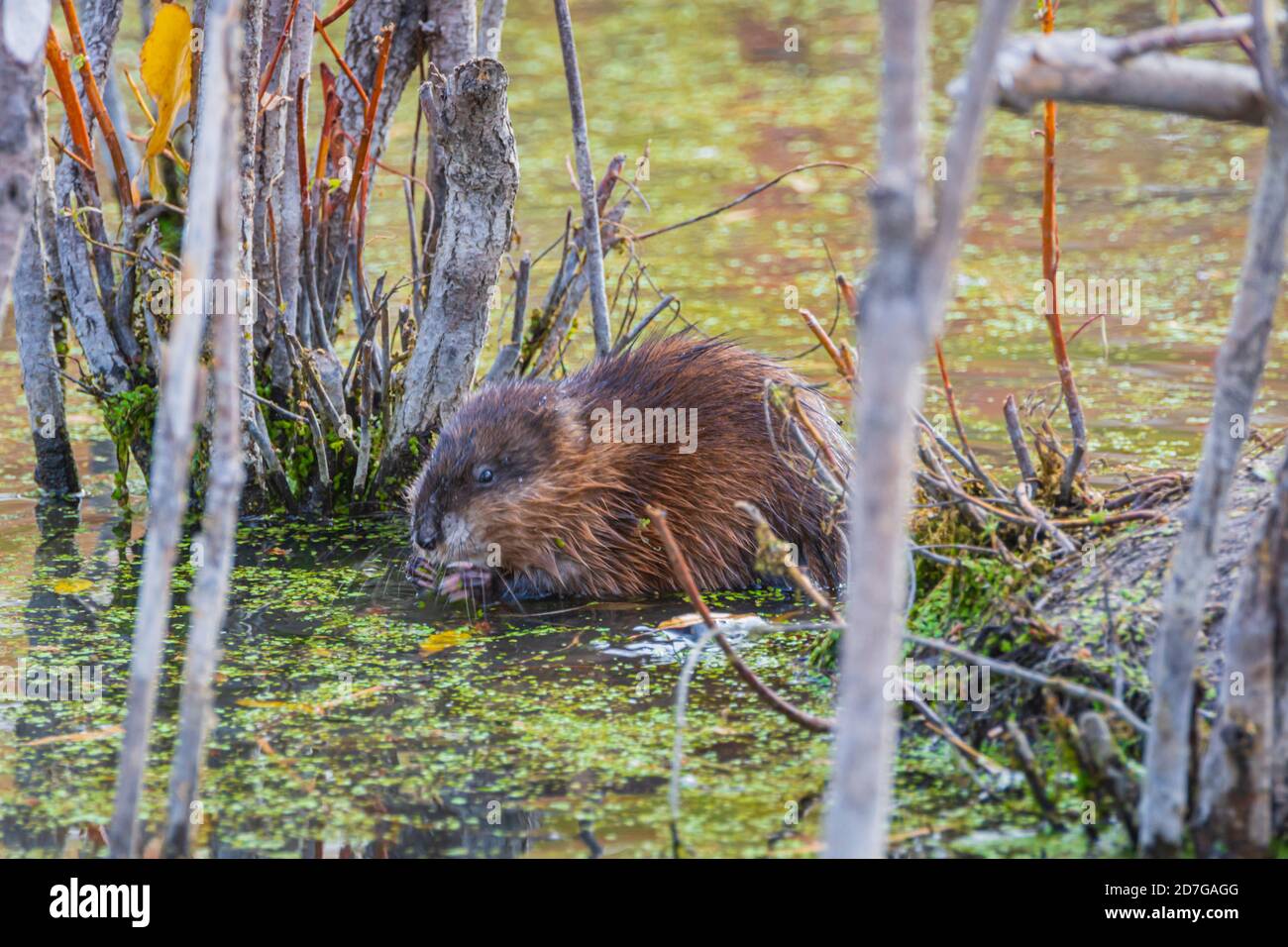 Bisamratte (ondatra zibethicus) in Feuchtgebieten Biberteich, Castle Rock Colorado USA. Foto aufgenommen im Oktober. Stockfoto