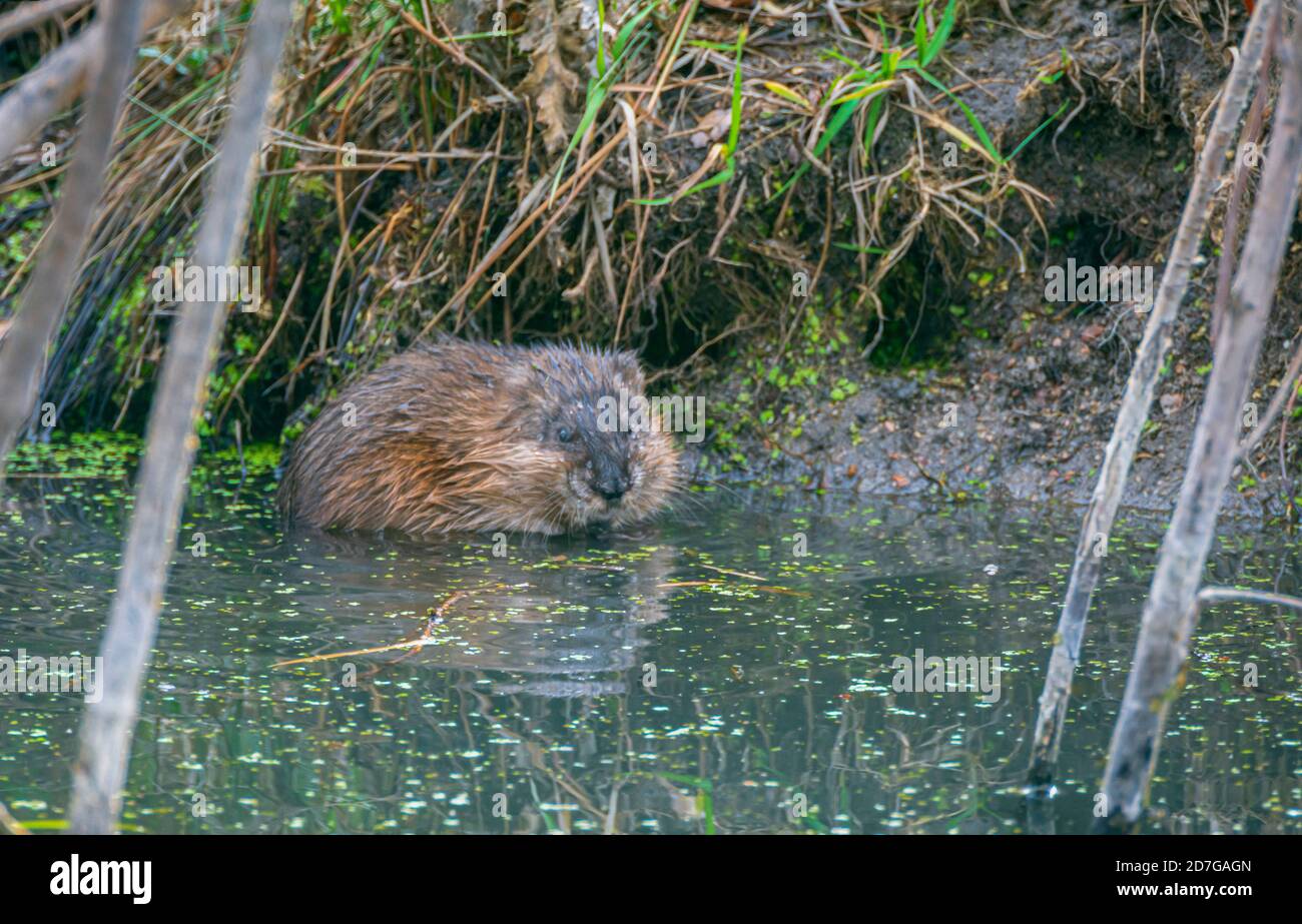 Bisamratte (ondatra zibethicus) in Feuchtgebieten Biberteich, Castle Rock Colorado USA. Foto aufgenommen im Oktober. Stockfoto