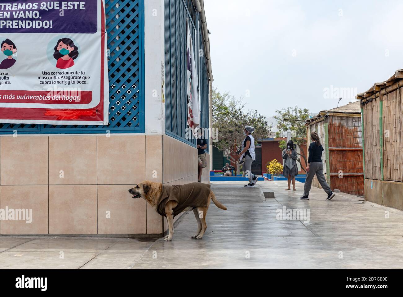 Tägliches Straßenleben Szenen der neuen Normalität, Menschen arbeiten und tragen Gesichtsmasken in Lima, Perú. Hund trägt Kleidung. Stockfoto