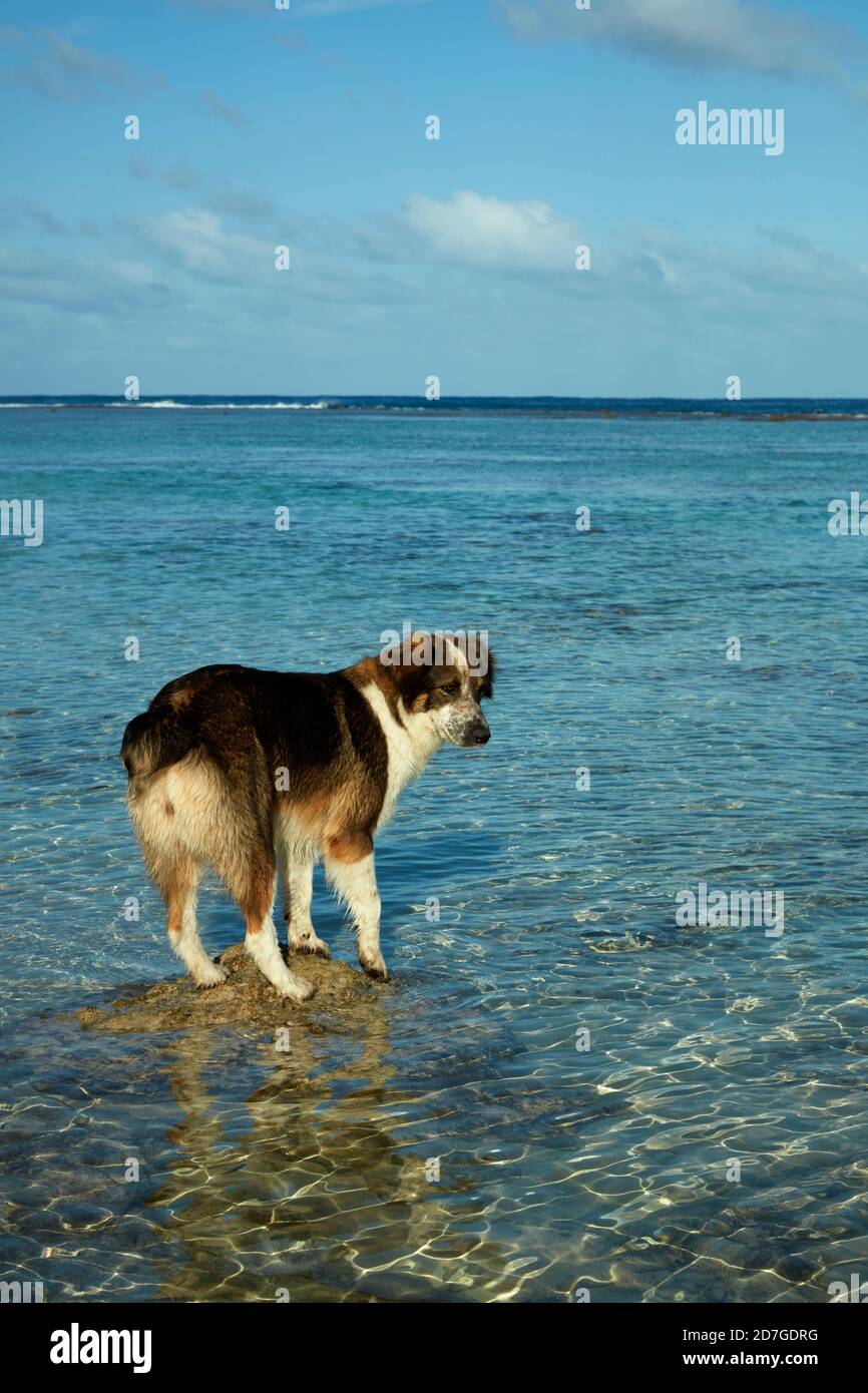 Hund auf der Suche nach Fisch, Rarotonga, Cook-Inseln, Südpazifik Stockfoto