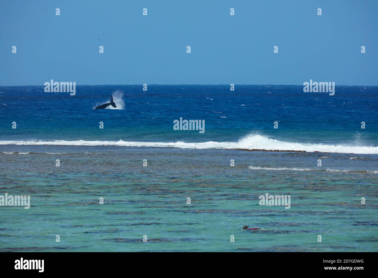 Wal, von Edgewater Resort, Rarotonga, Cook Inseln, Südpazifik gesehen Stockfoto