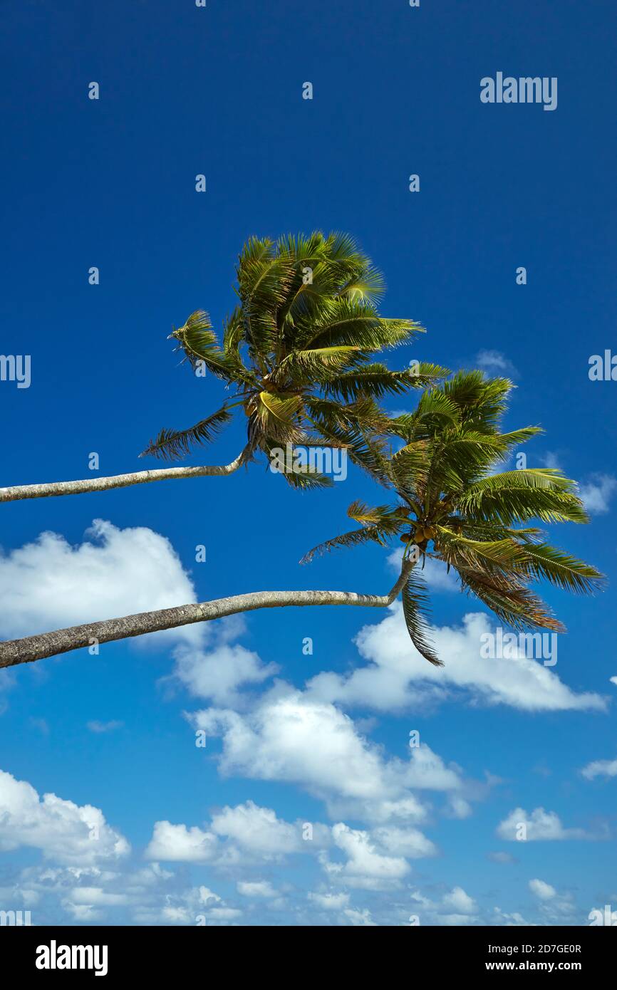 Zwei Kokospalmen, Rarotonga, Cookinseln, Südpazifik Stockfoto