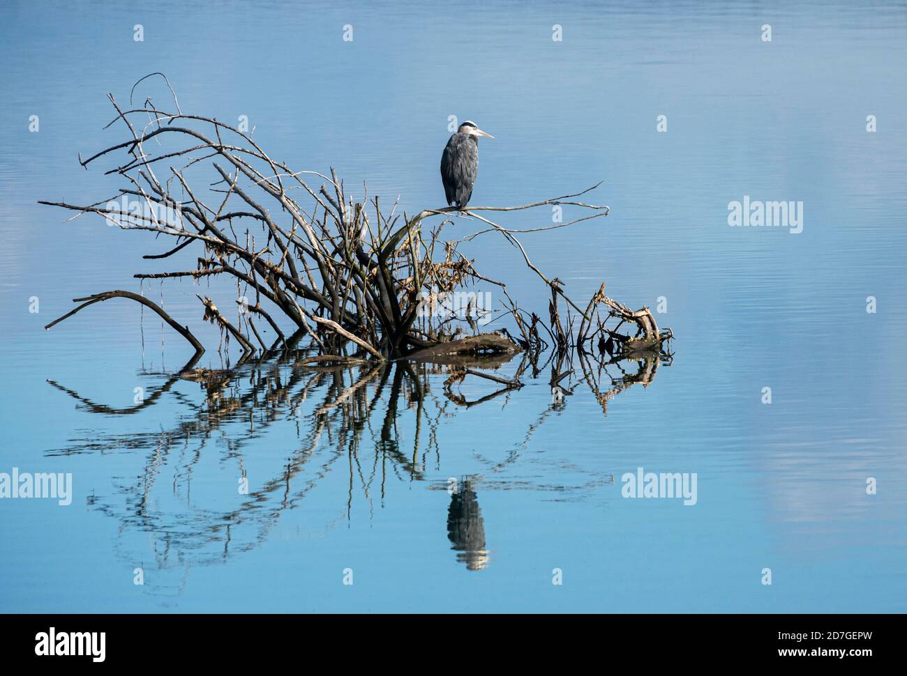Blauer Reiher auf Ästen in einem See auf der Suche nach Beute Stockfoto
