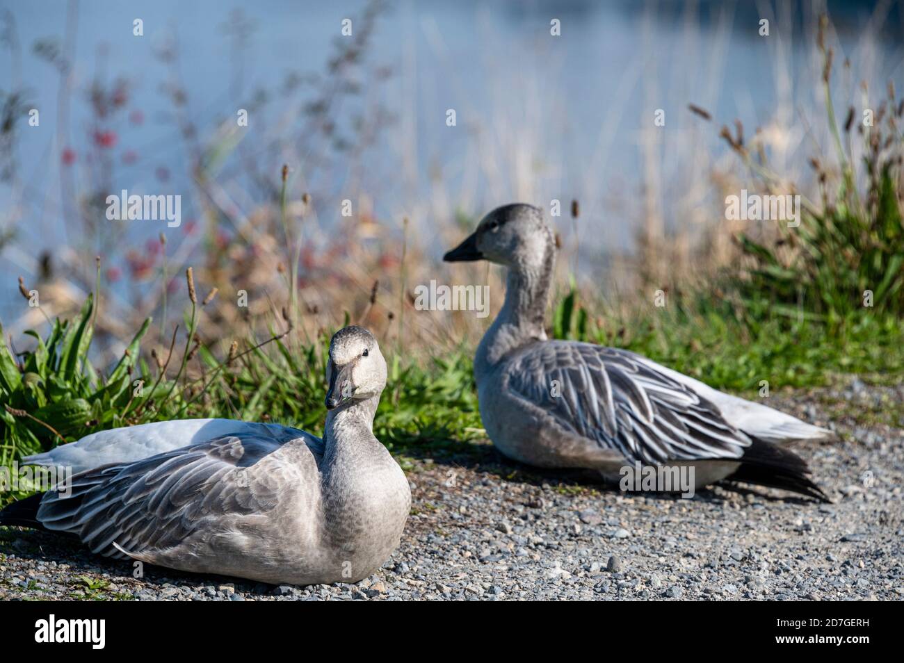 Schneegänse im Wildschutzgebiet Stockfoto