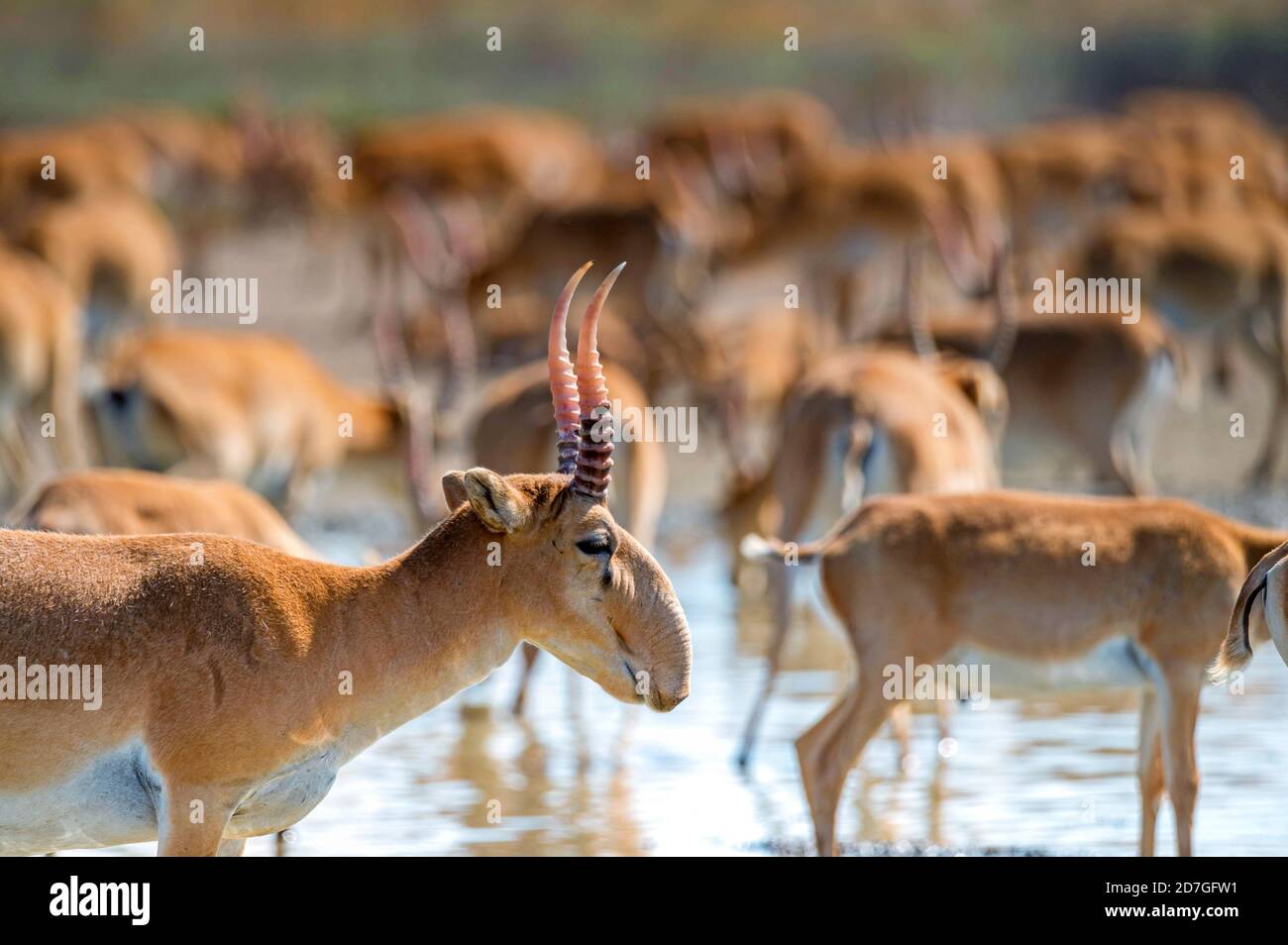 In der Nähe uo saiga an der Wasserstelle trinkt das Wasser Stockfoto