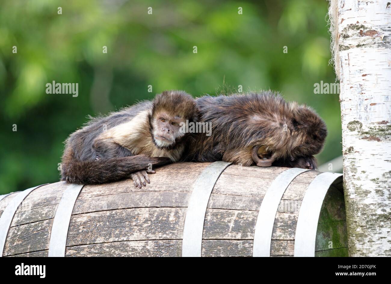 Goldbauchige Kapuziner Cebus xanthosternos auf einem Fass sitzend Stockfoto