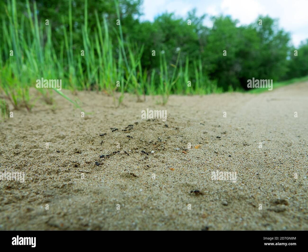 Die Ameisen (Cataglyphis) am Eingang zum unterirdischen Ameisenhaufen. Steppen der unteren Wolga. Russland Stockfoto