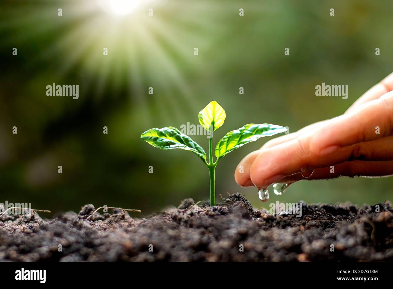 Grüne Bäume wachsen auf dem Boden und Landwirtschaft Hände, die die Bäume zu wässern, Konzept der wachsenden Bäume und die Erhaltung der nachhaltigen Natur. Stockfoto