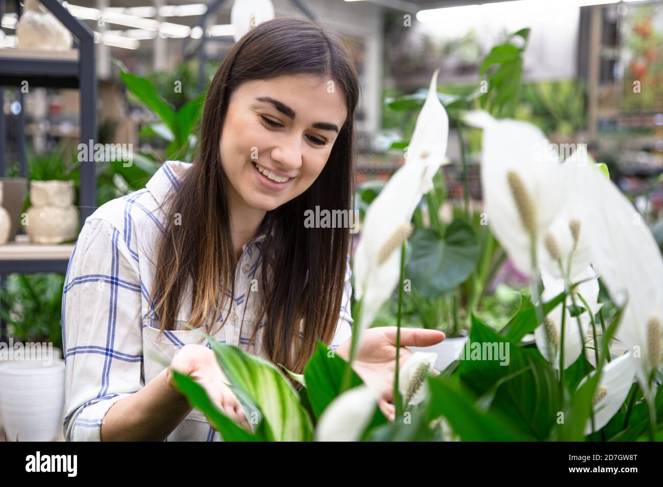 Eine junge schöne Frau wählt Blumen in einem Blumenladen. Nahaufnahme. Stockfoto
