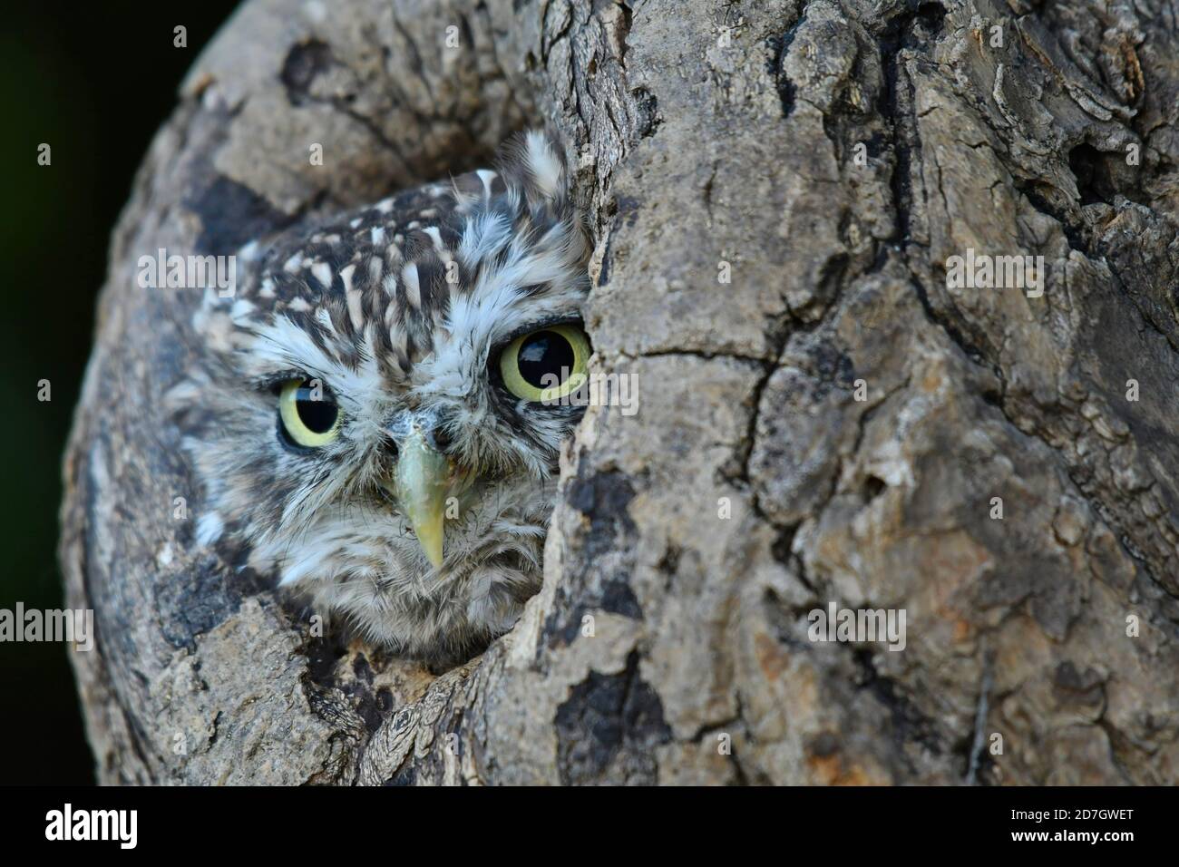 Kleine Eule Portret in das Loch im alten Baum Stockfoto