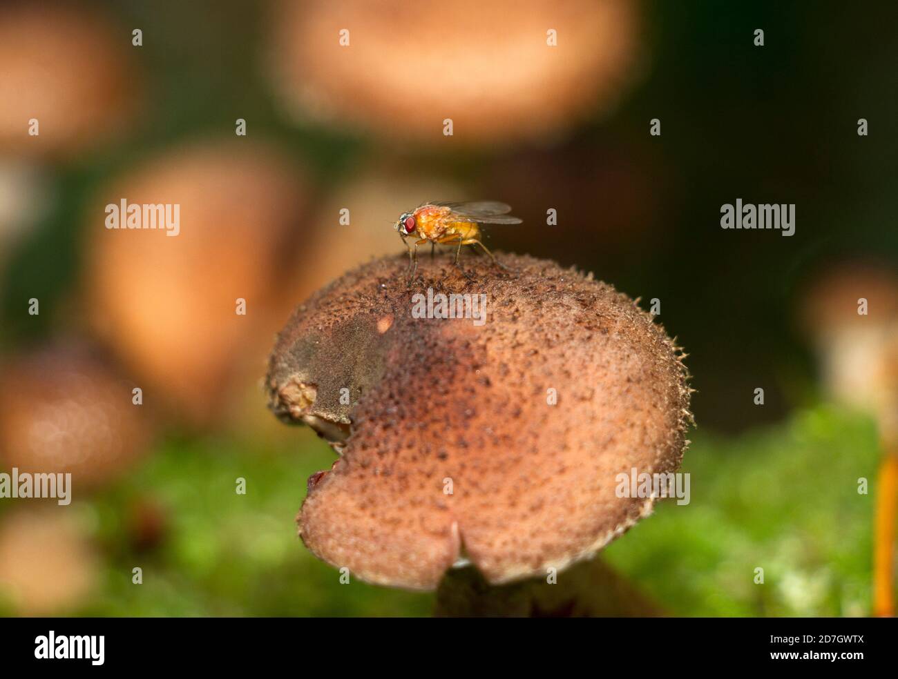 Vermutlich in Afrika entstanden, hat die Common Fruit Fly oder Essig Fly jetzt eine weltweite Verbreitung. Stockfoto