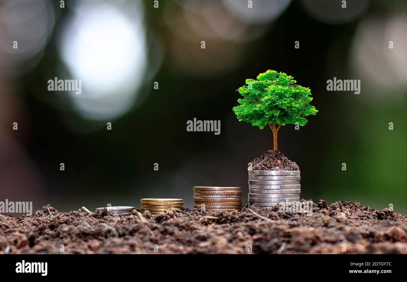 Baum wächst auf Münzen vor grünem verschwommenem Hintergrund und natürlichem Licht mit Wirtschaftswachstum und Investitionsideen gestapelt. Stockfoto