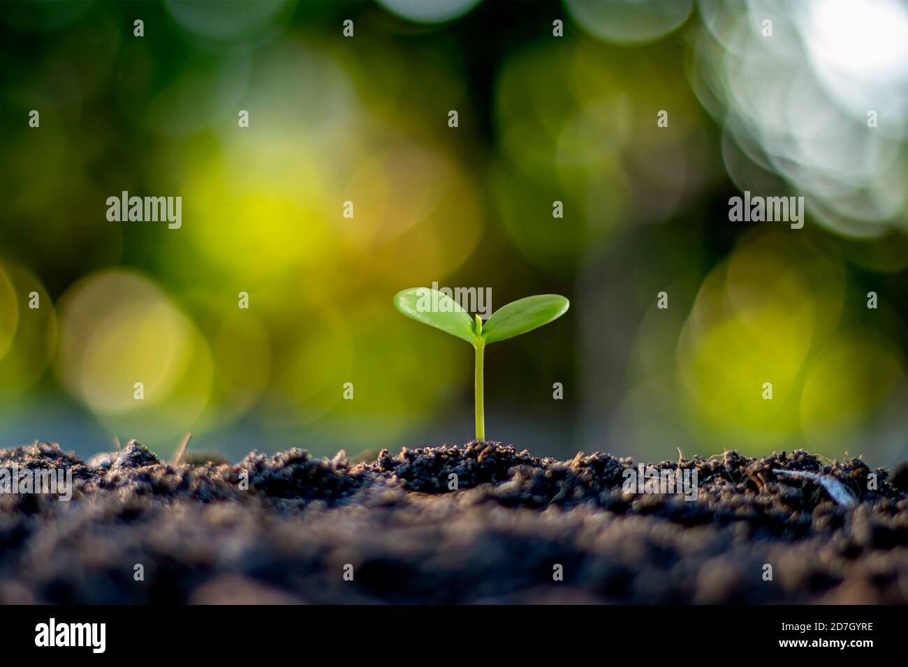 Kleine Bäume mit grünen Blättern, natürlichem Wachstum und Sonnenlicht, das Konzept der Landwirtschaft und nachhaltiges Pflanzenwachstum. Stockfoto