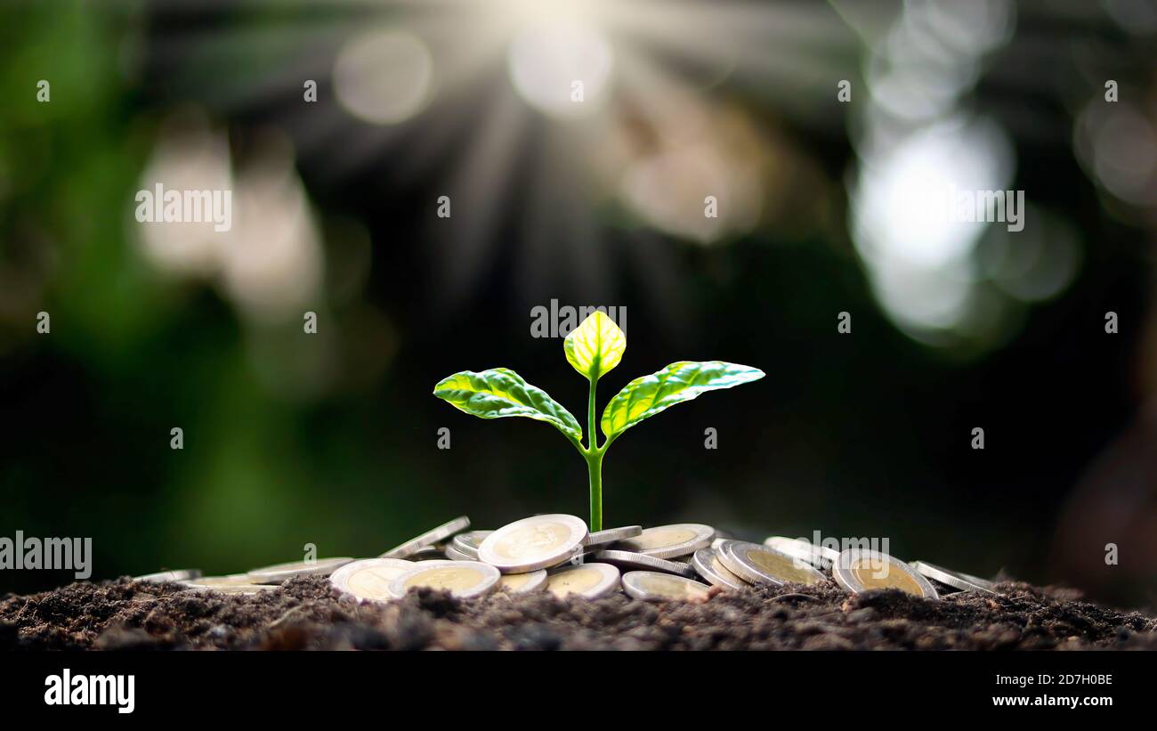 Ein Baum, der auf einem Haufen Münzen wächst und ein weißes Licht, das auf der Idee des wirtschaftlichen Wachstums des Baumes leuchtet. Stockfoto