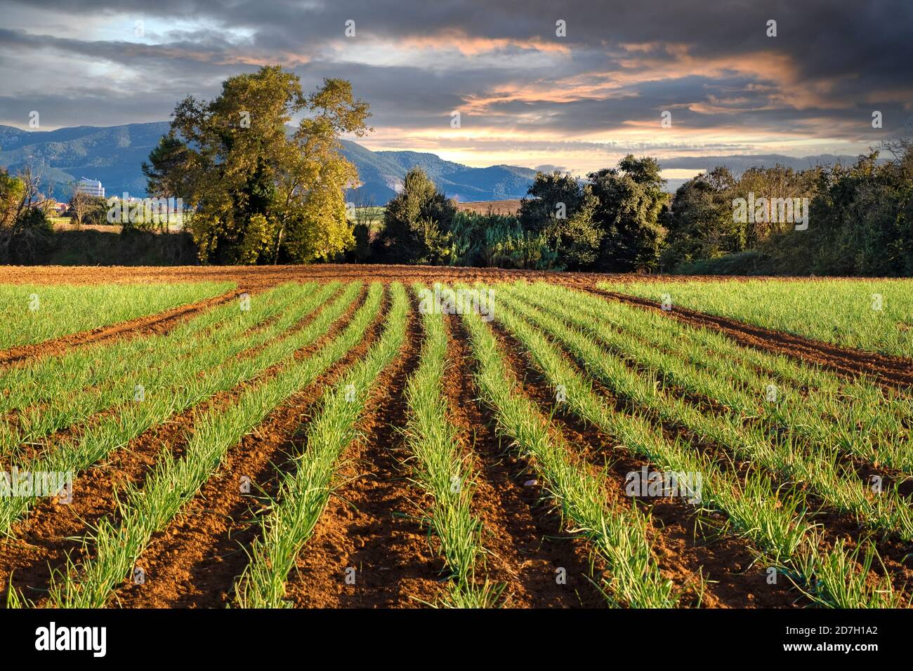 Ackerland Anbau Hintergrund und Sonnenuntergang. Leerer Kopierbereich für den Inhalt des Editors. Stockfoto