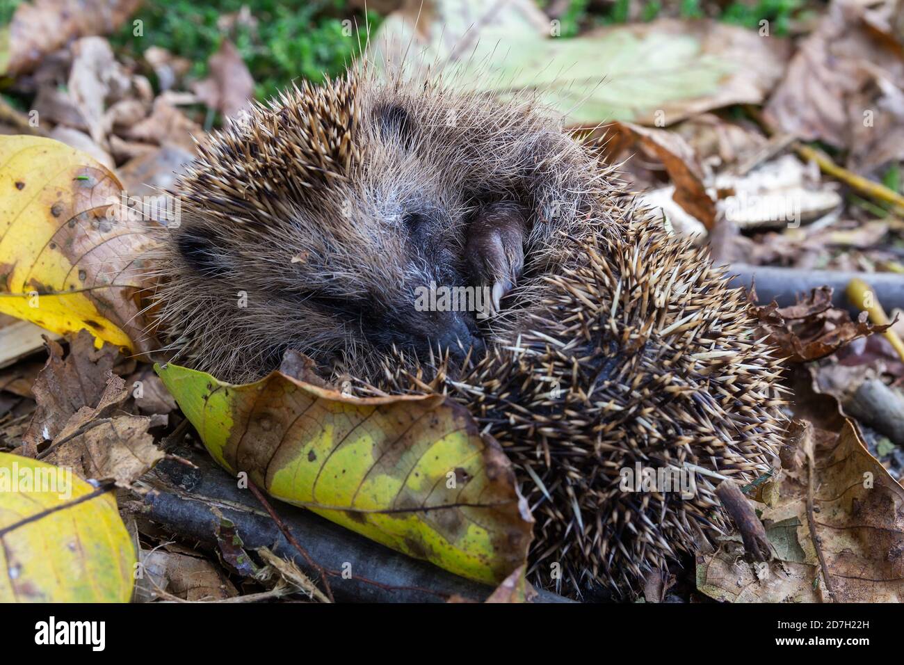 Niedlichen schlafenden Igel erinaceus europaeus im Herbst tschechischen Landschaft Stockfoto