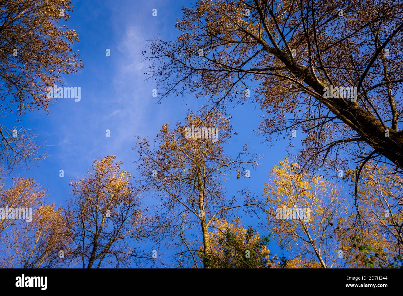 Himmelhohe goldene Baumkronen im Herbst mit einem erhabenen blauen Himmel. Foto: Iris de Reus Stockfoto