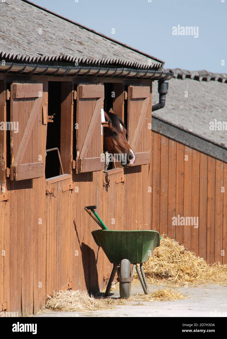 Ein Pferd in einem Stall mit einer ausschleifenden Schubkarre. Stockfoto