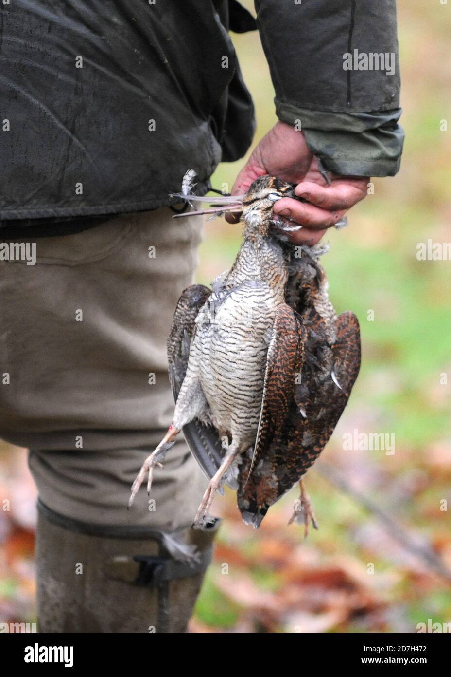 Aswarby Tierpfleger schießen 30.01.14 Woodcocks Vogel Stockfoto