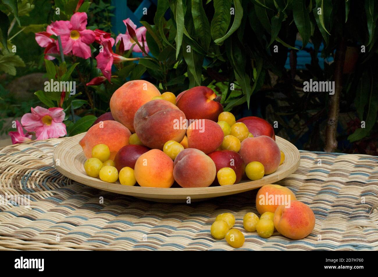 Aprikose (Prunus armeniaca), Nectarine (Prunus persica), Pfirsich (Prunus persica), Pflaume 'Mirabelle de Nancy' (Prunus domestica) in einem Gericht Stockfoto