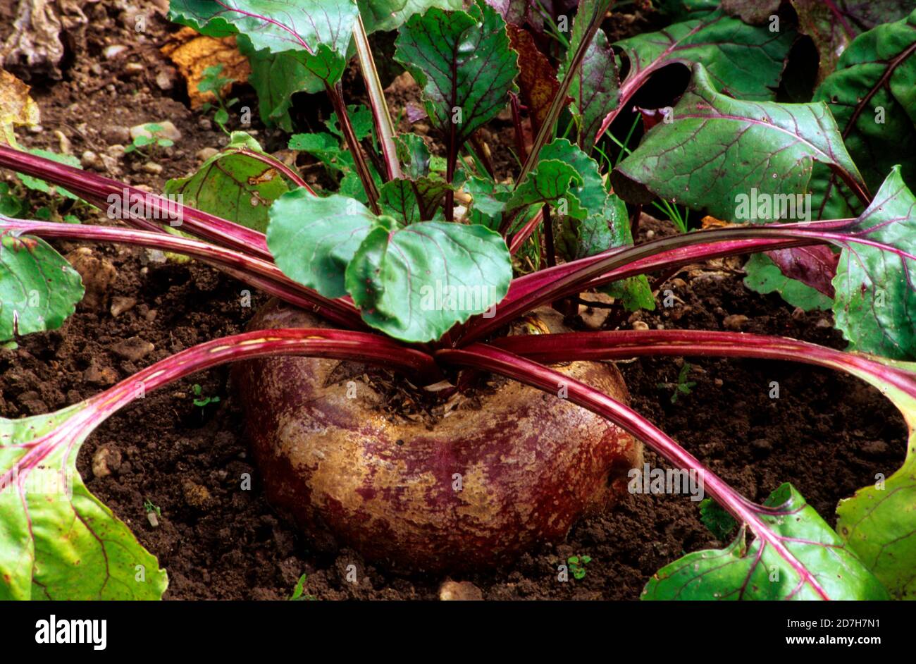 Rote Rübe (Beta vulgaris var. rubra) 'Plate d'Egypte' Stockfotografie ...