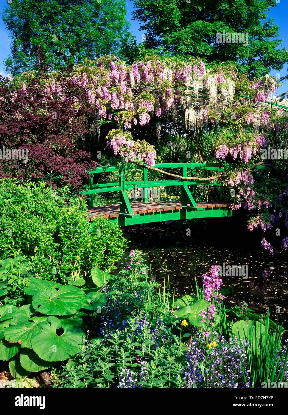 Brücke mit Wisteria (Wisteria sp). Claude Garten, Giverny