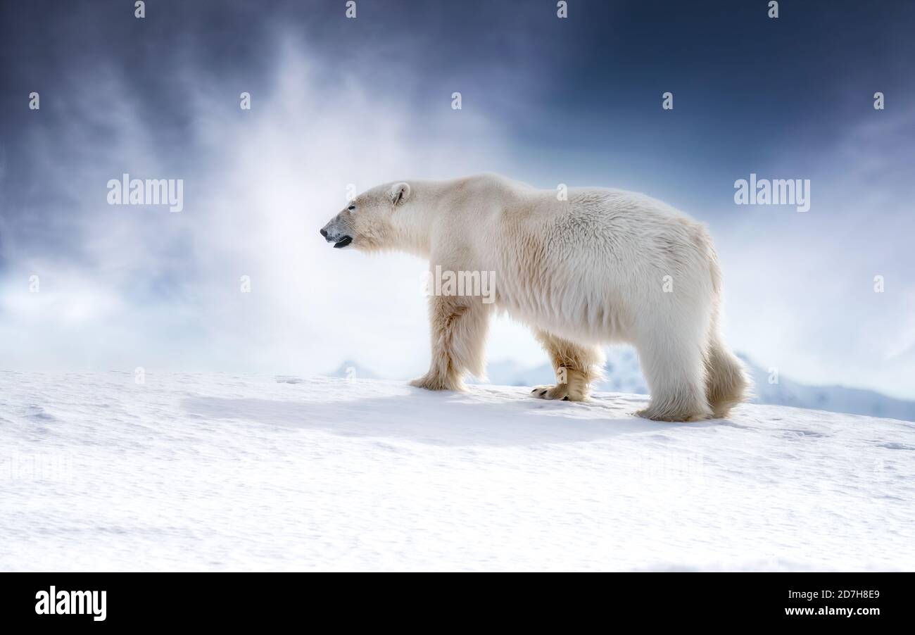 Schöner erwachsener Eisbär, ursus maritimus, der in Spitzbergen über den Schnee läuft. Weiche, verträumte Verarbeitung für weihnachtliche Themen Stockfoto