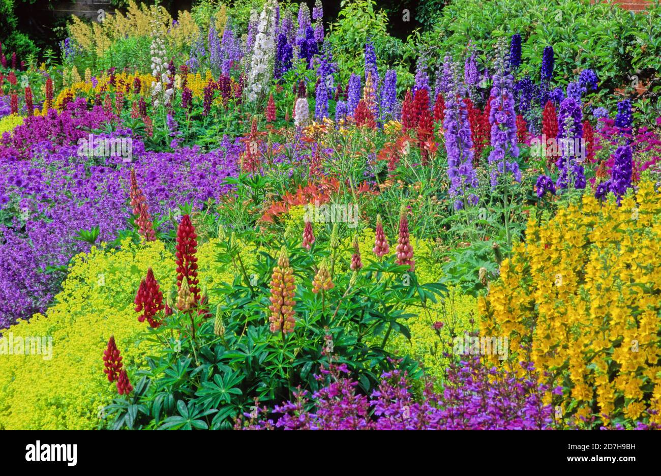Lupinen Lupinus Sp Stockfotos und bilder Kaufen Alamy