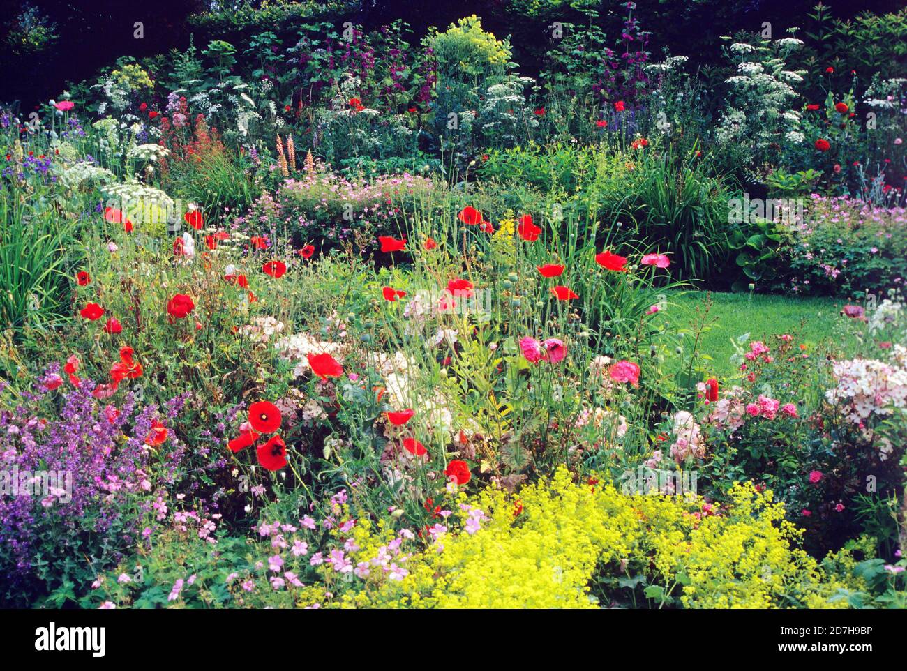Papaver rhoeas rosa Fotos und Bildmaterial in hoher Auflösung Alamy