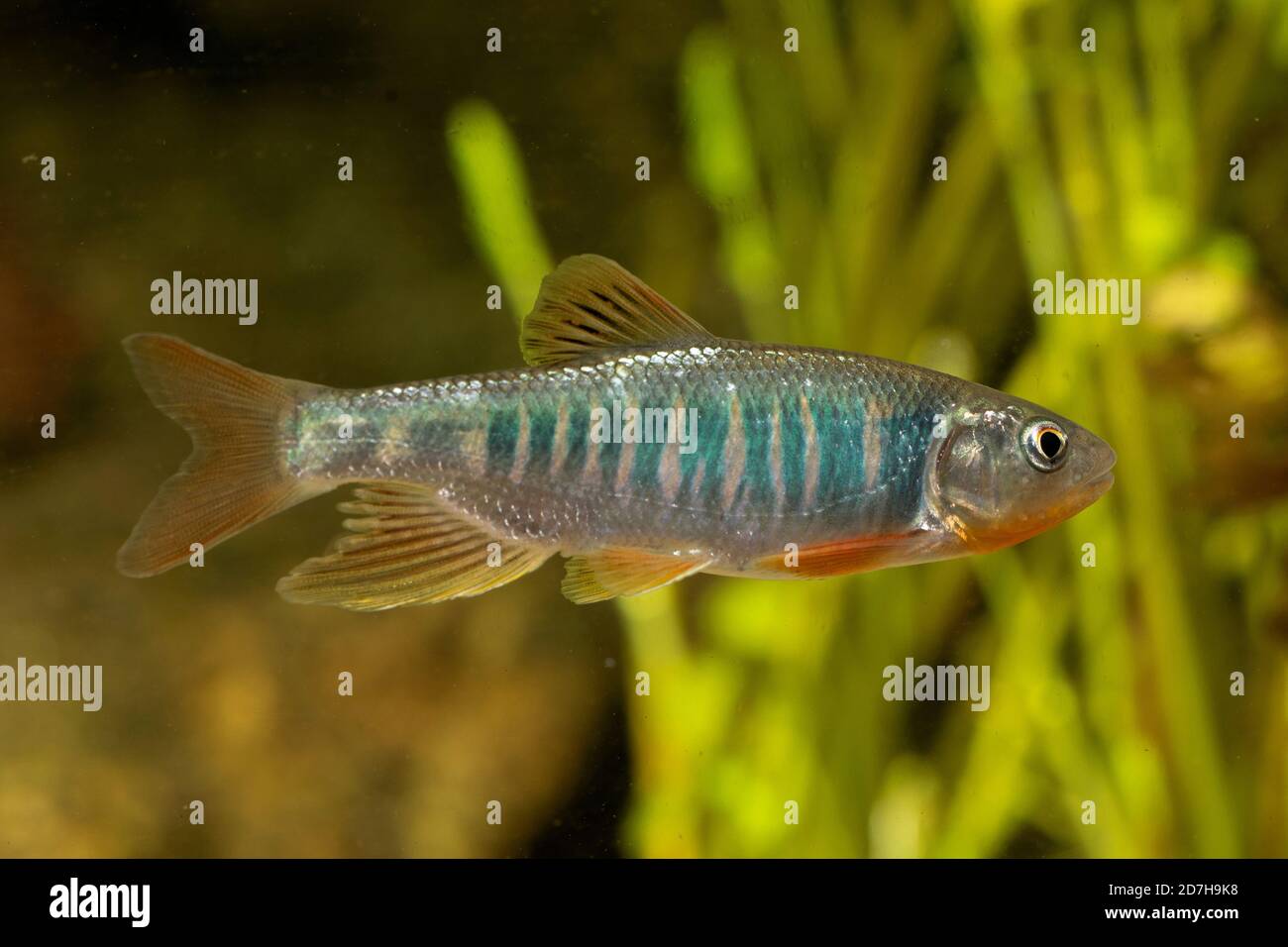 Blasse Pute, schwach bleich, Süßwasser-Sprotte (Zacco-Schnabeltier), männlich Stockfoto