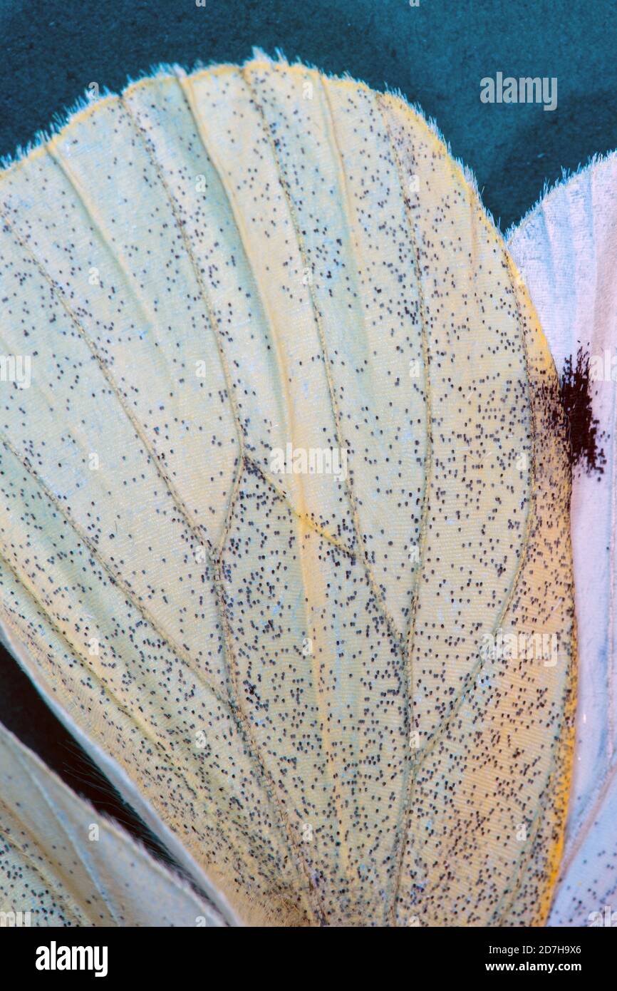 Klein weiß, Kohlschmetterling, importierter Kohlwurm (Pieris rapae, Artogeia rapae), Detail von Flügelschuppen, Makroaufnahme, Deutschland Stockfoto
