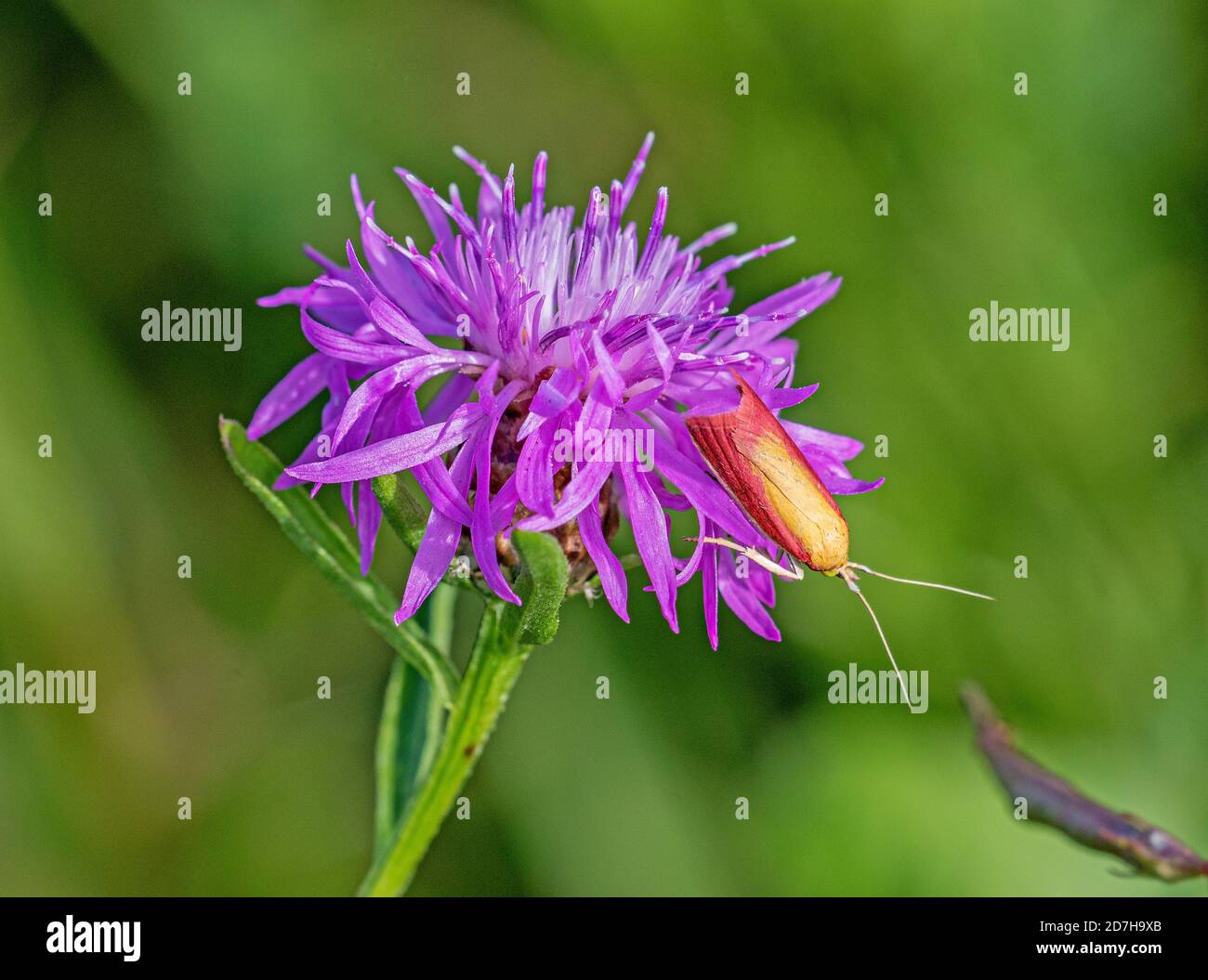 Schnauzmotte (Oncocera semirubella), auf einer Schlangenblüte, Deutschland, Bayern Stockfoto