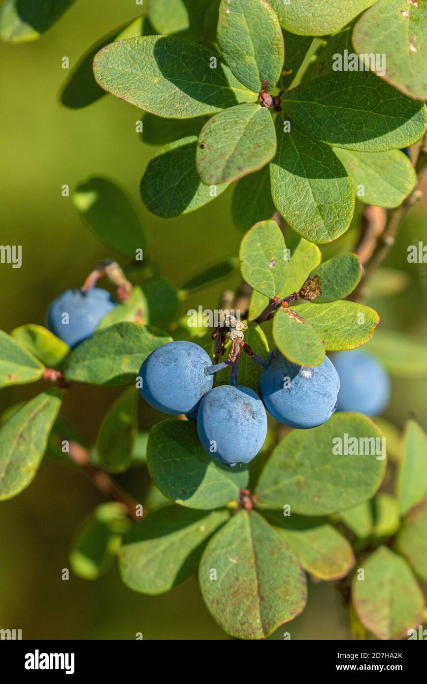 Alpine Heidelbeere, Moor Heidelbeere, Moor Heidelbeere, nördliche Heidelbeere, Moor Wortleberry (Vaccinium uliginosum), Zweig mit reifen Früchten, Deutschland, Bayern Stockfoto