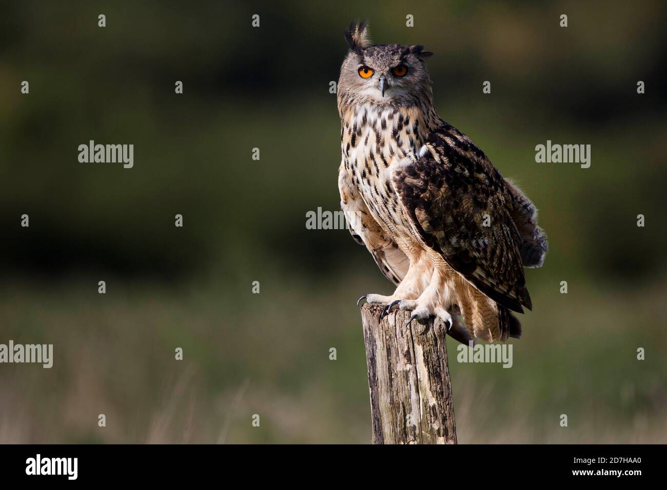 nördliche Adlereule (Bubo bubo), auf einem Aussichtspunkt, Vereinigtes Königreich, Wales, Pembrokeshire Stockfoto