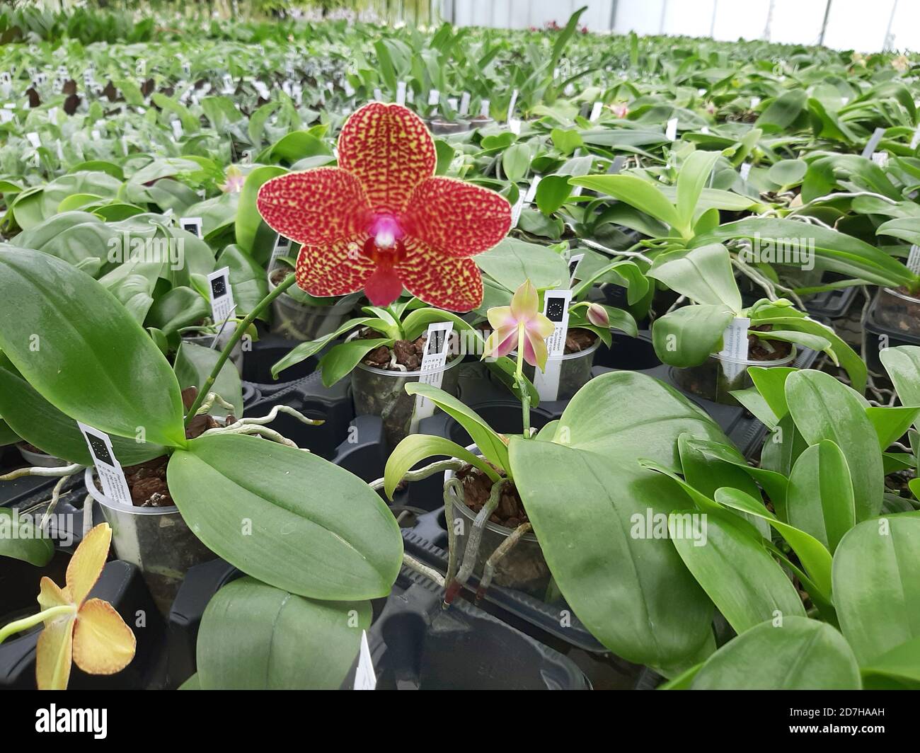 Mottenorchidee (Phalaenopsis-Hybride), Vermehrung von Orchideen in einer Gärtnerei, Deutschland Stockfoto