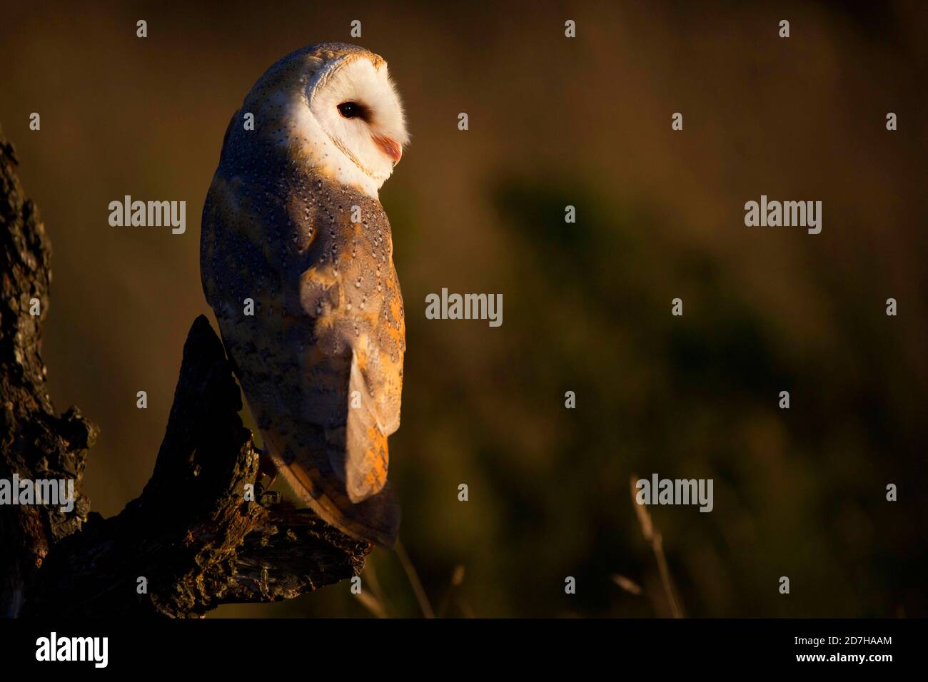 Scheune Owl (Tyto alba), auf einem Aussichtspunkt, Vereinigtes Königreich, Wales, Pembrokeshire Stockfoto