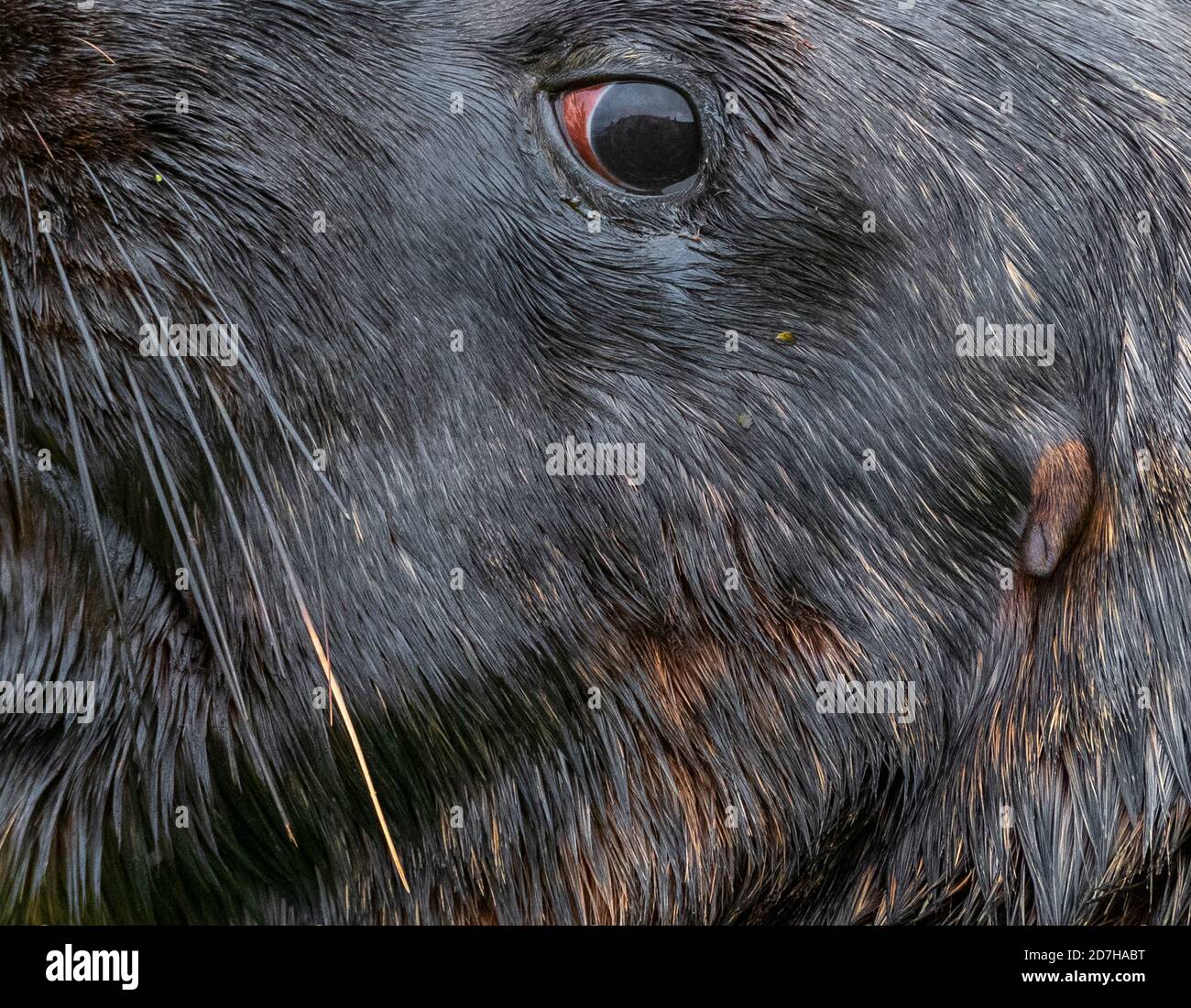 Hooker's Seelöwe, Neuseeland Seelöwe, Auckland Seelöwe (Phocarctos hookeri), Auge, Detail, Neuseeland, Auckland Inseln, Enderby Island Stockfoto